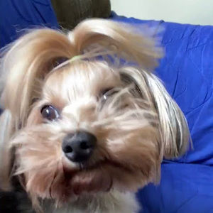 Meet your Posher, Alice